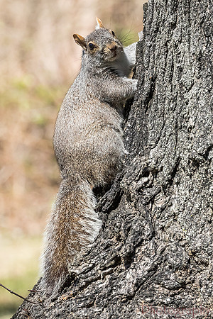 Squirrel