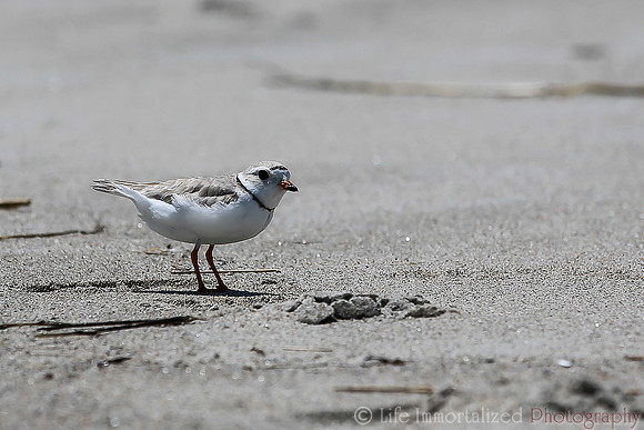 Piping Plover