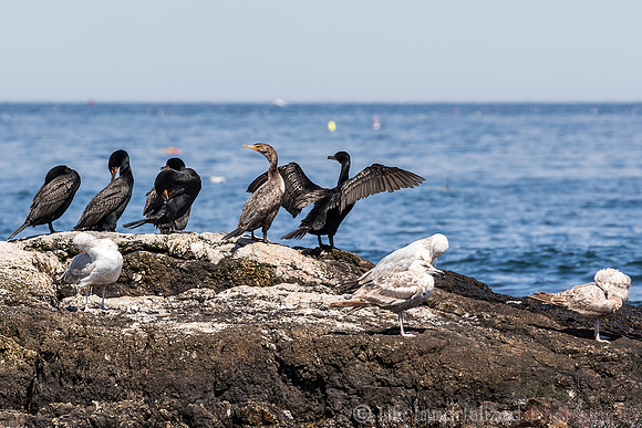 Cormorants