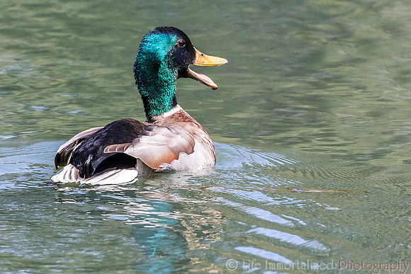Mallard Duck