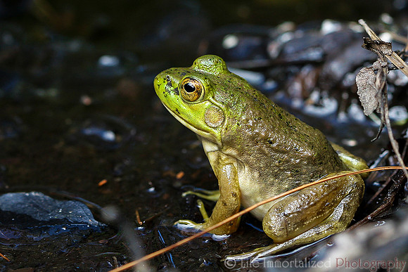 Frog