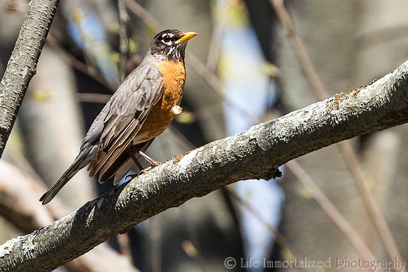 American Robin