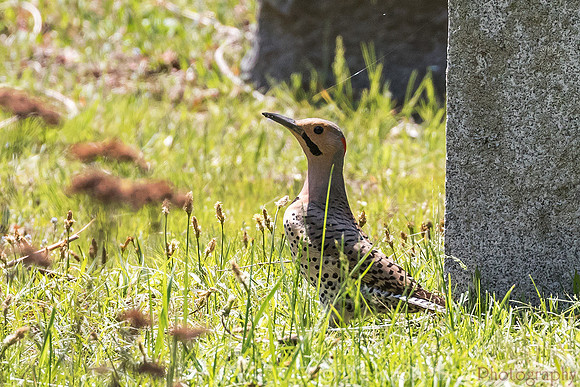 Northern Flicker