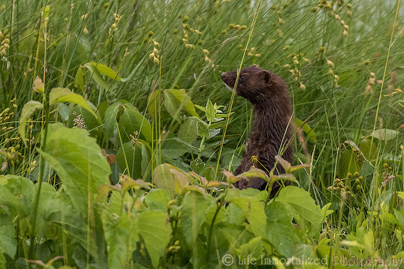 Mink