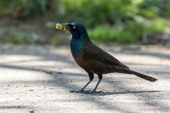 Common Grackle