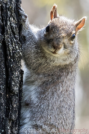Squirrel