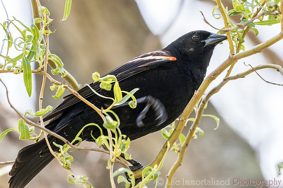 Red-Winged Blackbird