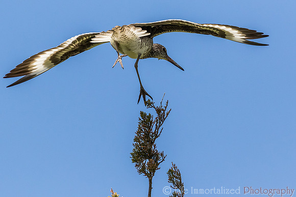 Willet