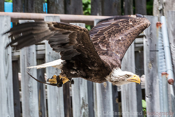Bald Eagle