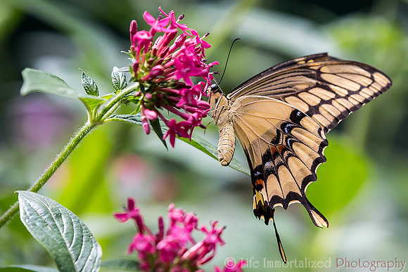 Giant Swallowtail
