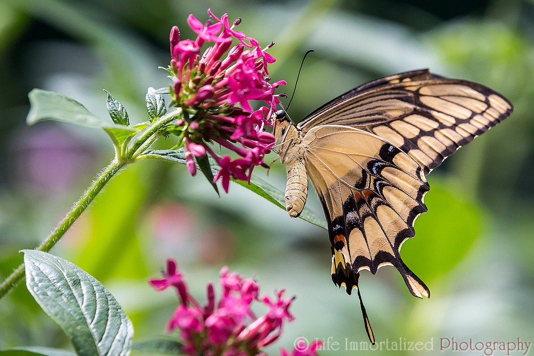 Giant Swallowtail