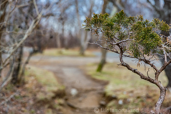 Halibut Point State Park