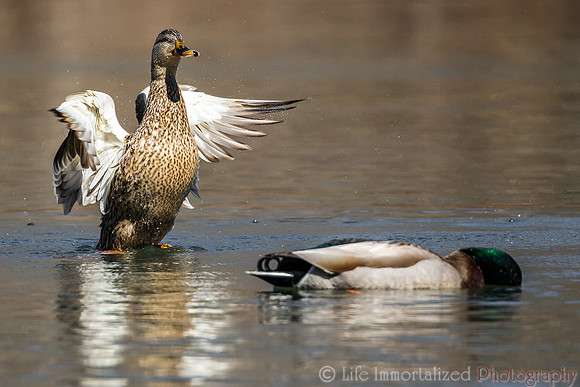 Ducks