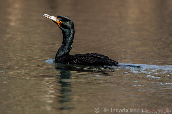 Cormorant