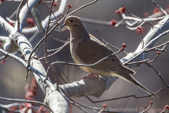 Mourning Dove