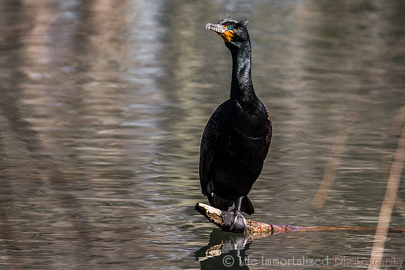 Cormorant