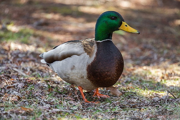 Mallard Duck