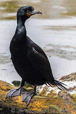 Cormorant