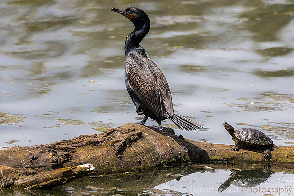 Cormorant