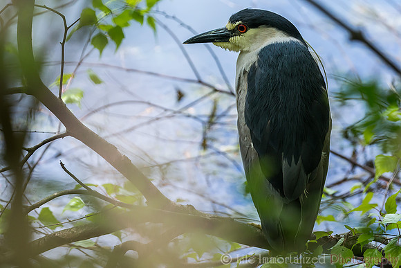 Black-Crowned Night Heron