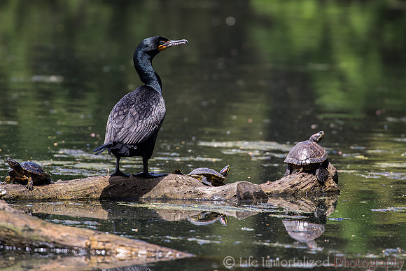 Cormorant