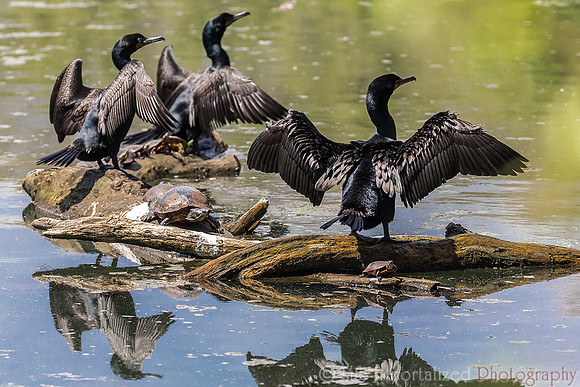 Cormorants