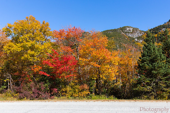 Cannon Mountain Foliage