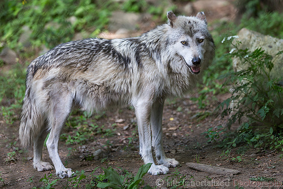 Mexican Gray Wolf