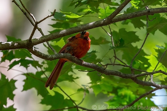 Cardinal
