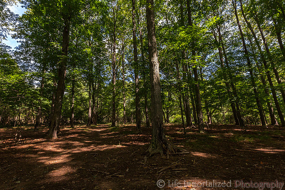 Ipswich River Wildlife Sanctuary