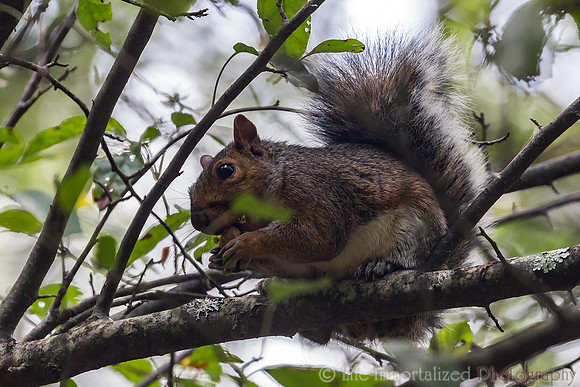 Squirrel