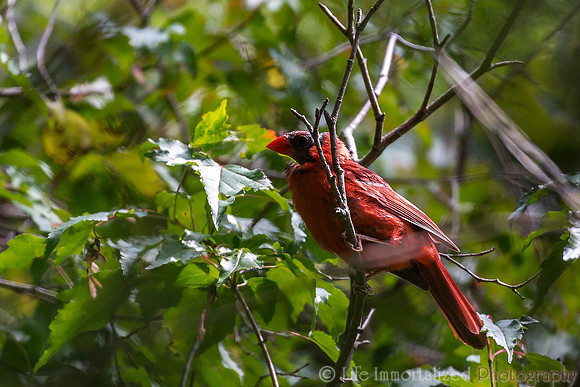 Cardinal
