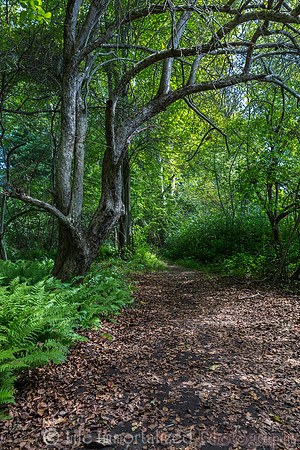 Ipswich River Wildlife Sanctuary