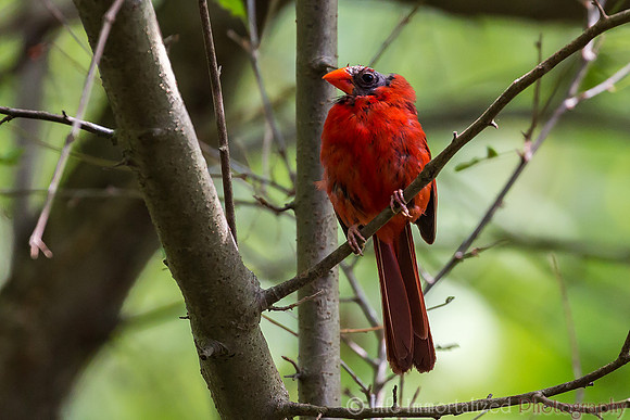 Cardinal