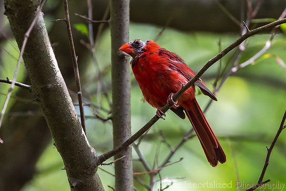 Cardinal