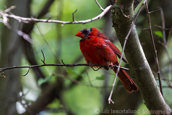 Cardinal