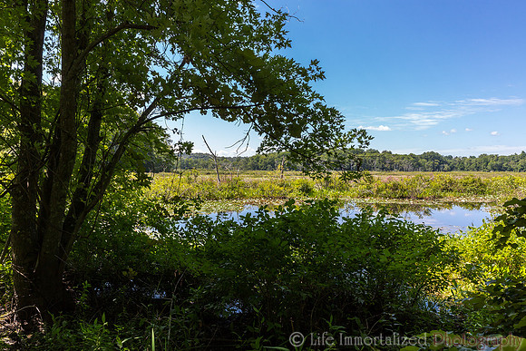 Ipswich River Wildlife Sanctuary