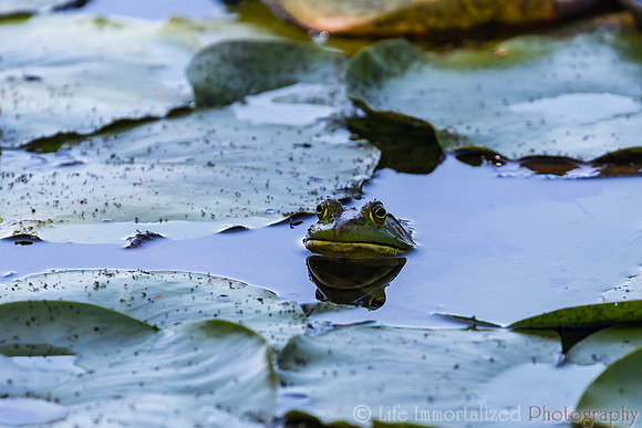 Frog