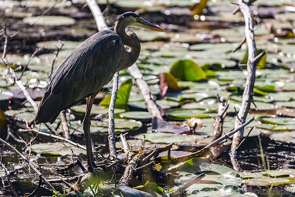 Great Blue Heron