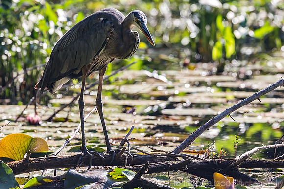 Great Blue Heron