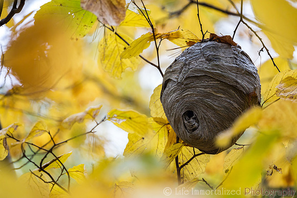 Wasp Hive