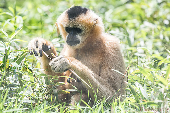 White-cheeked Gibbon