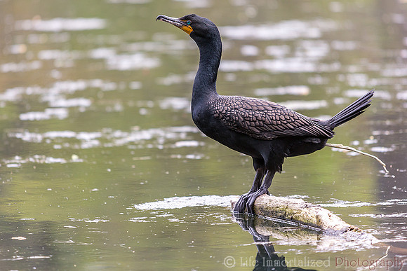 Cormorant