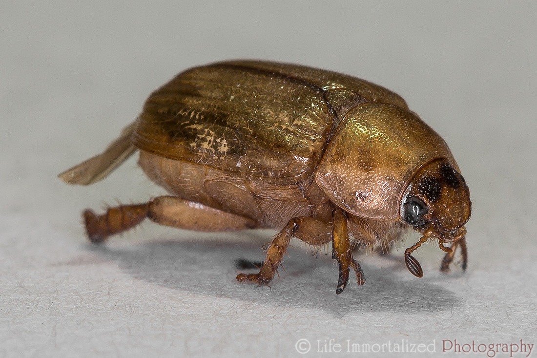 Beetle