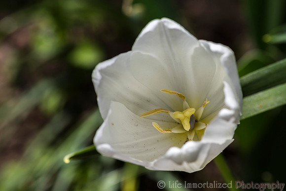 Tulip