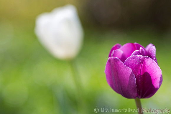Tulip