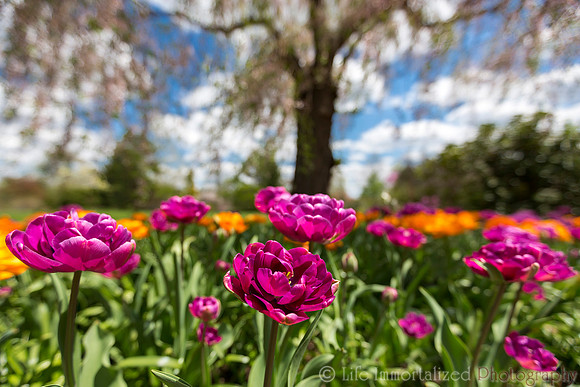 Tower Hill Botanic Garden