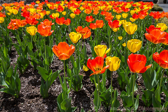 Tulips at Tower Hill