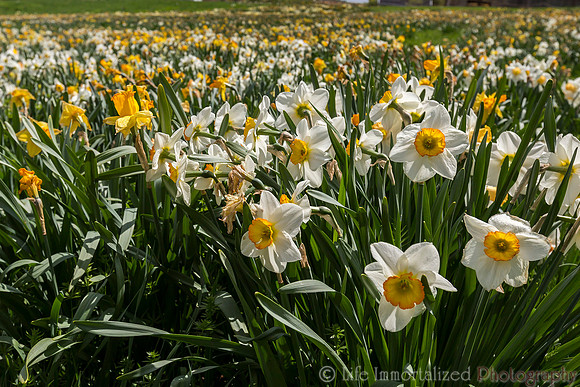Daffodils at Tower Hill