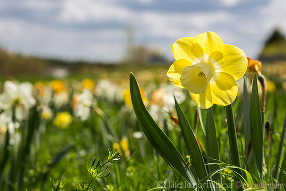 Daffodil